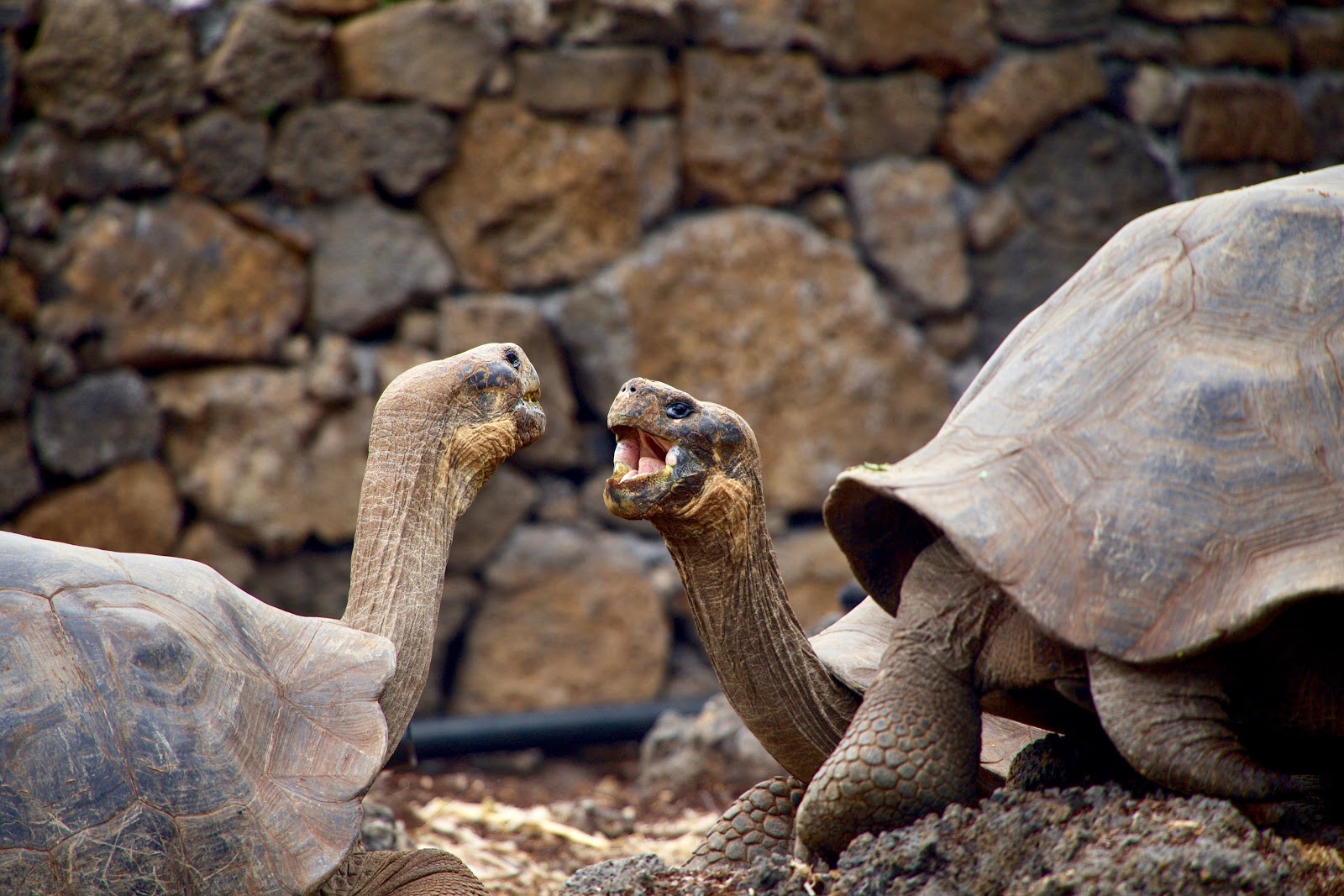 Two tortoises about to fight