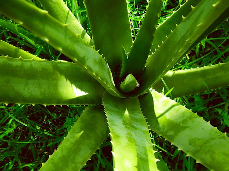 Aloe vera o Sábila, Plantas medicinales para el acné