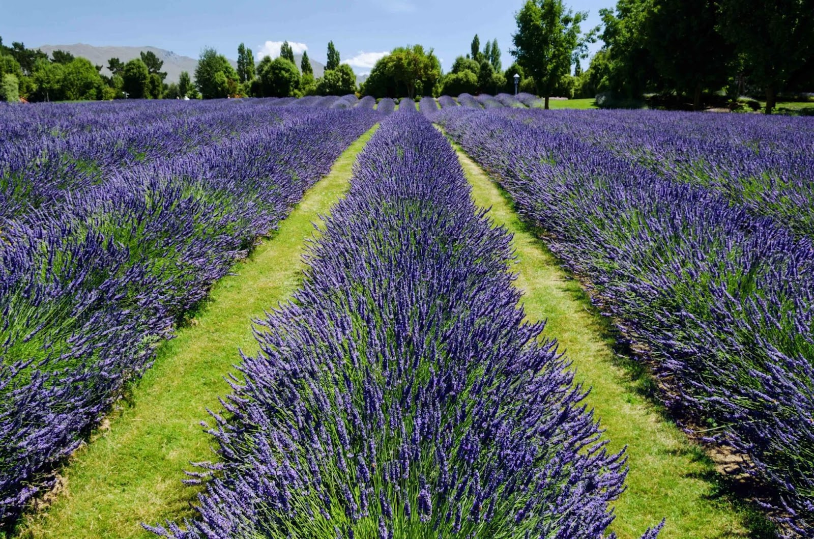 lavender fields california, wanaka, new zealand, purple flowers, green patches