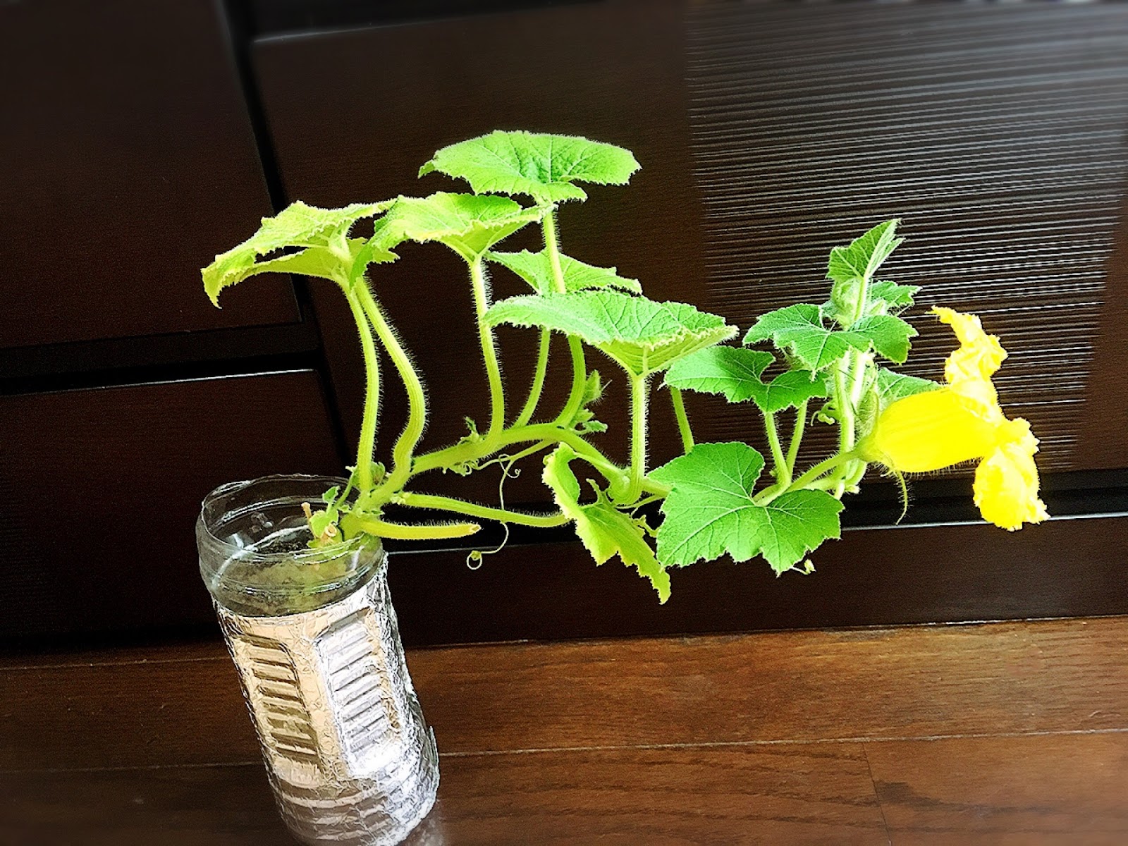 水耕栽培のやり方 完全保存版 初心者向けにわかりやすく解説 Natural Gate