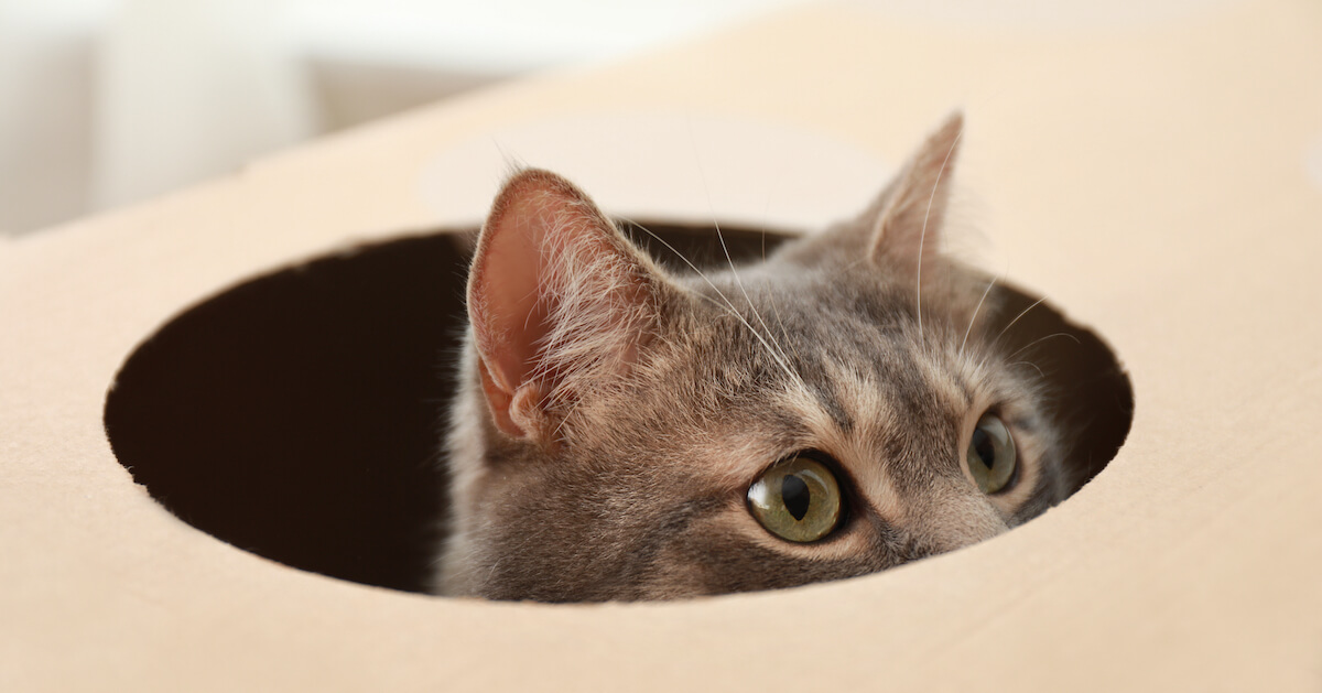 cat peaking out of box