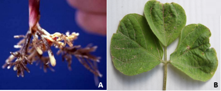 Duas imagens mostrando os sintomas dos herbicidas trifluralina (nas raízes) e  S-metolacloro (em pós-emergência na soja)
