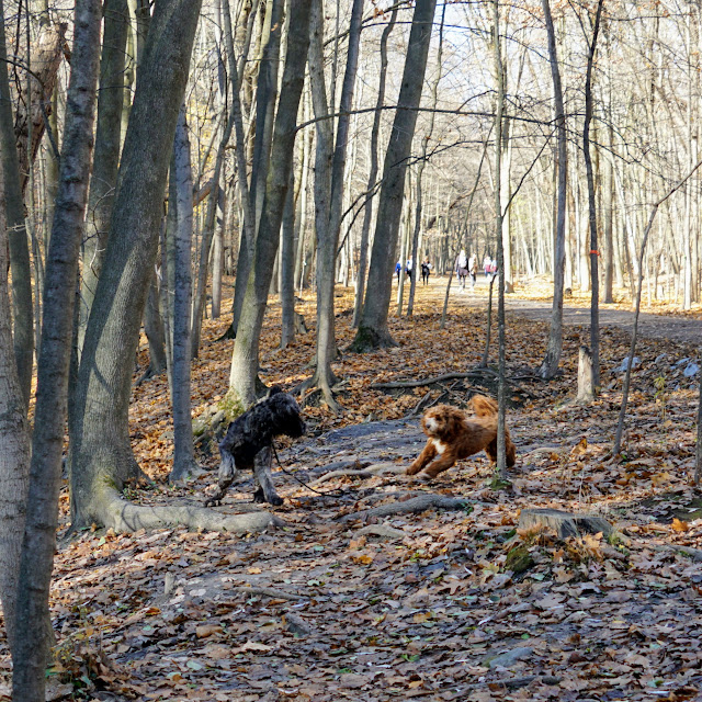 Dogs playing in Moore Park Ravine