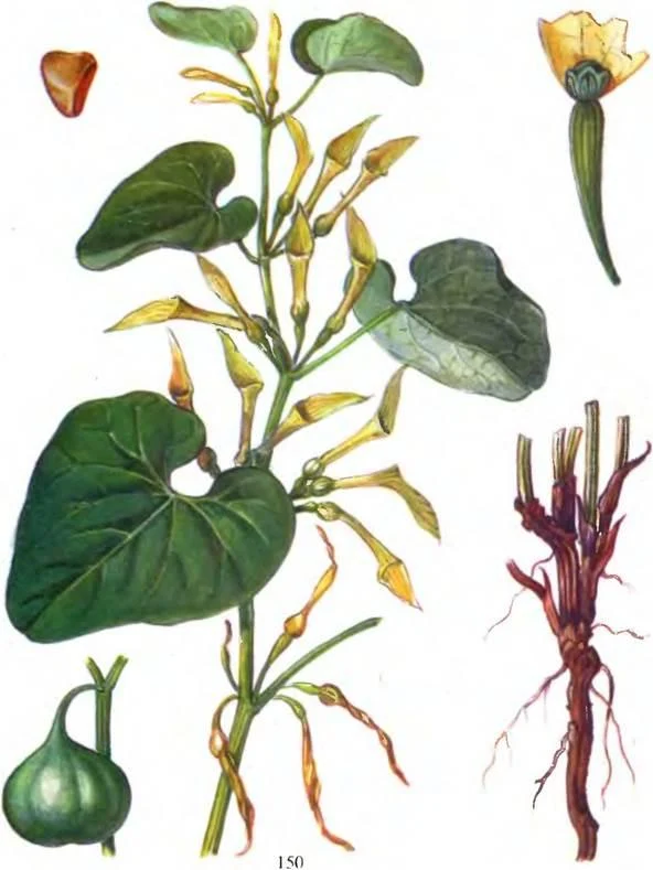 D:\0 wd yedek\acr yedek\1 film indirme\sovremennaya_fitoterapiya_dosyalar\image218.jpg