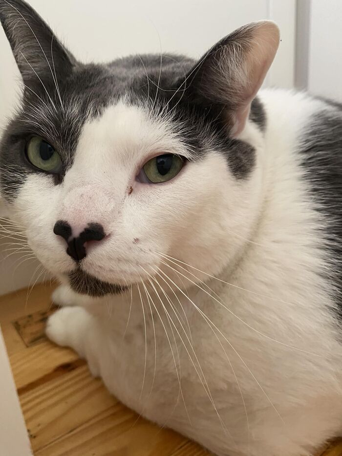 The Journey Of Patches, A 40-Pound Cat, Begins Anew After He Gets Adopted And Is Put On A Special Diet