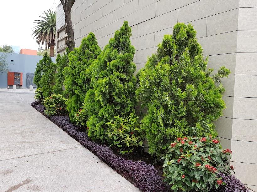 A group of bushes next to a building

Description automatically generated with low confidence