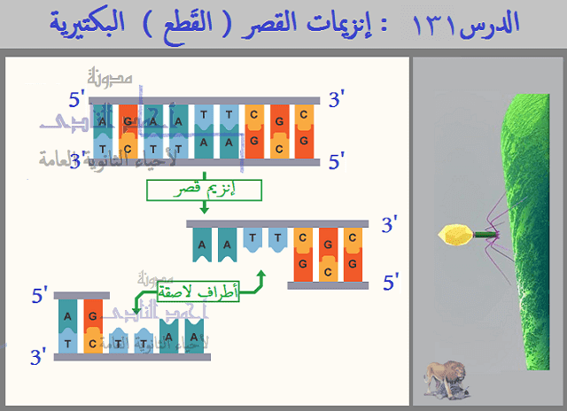 D:\قولدر البرامج 1\ama\ptjtmp\أحياء الثالث الثانوى - إنزيمات القصر البكتيرية  (3).png