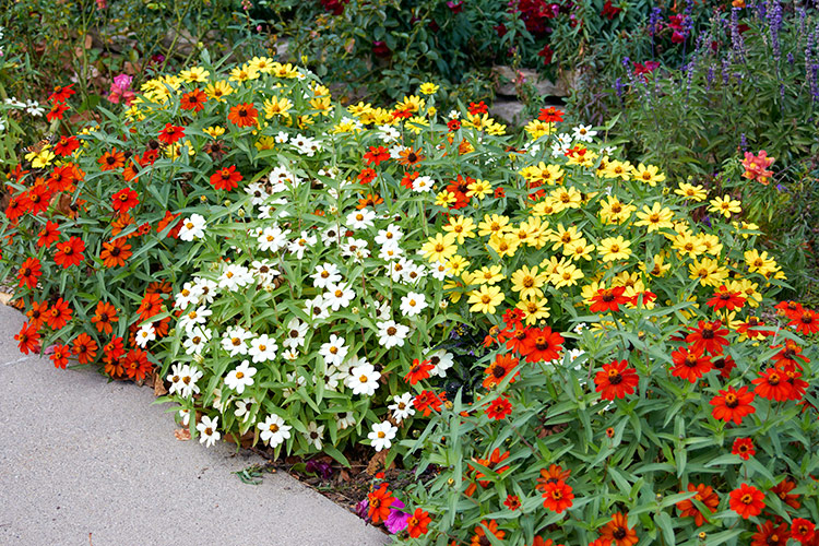 Zinnia Companion Plants