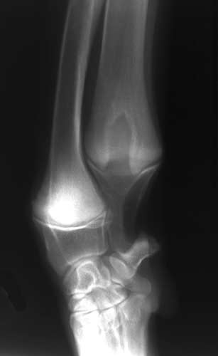 Lateral radiograph of a distal canine radius and ulna exhibiting a retained cartilage core