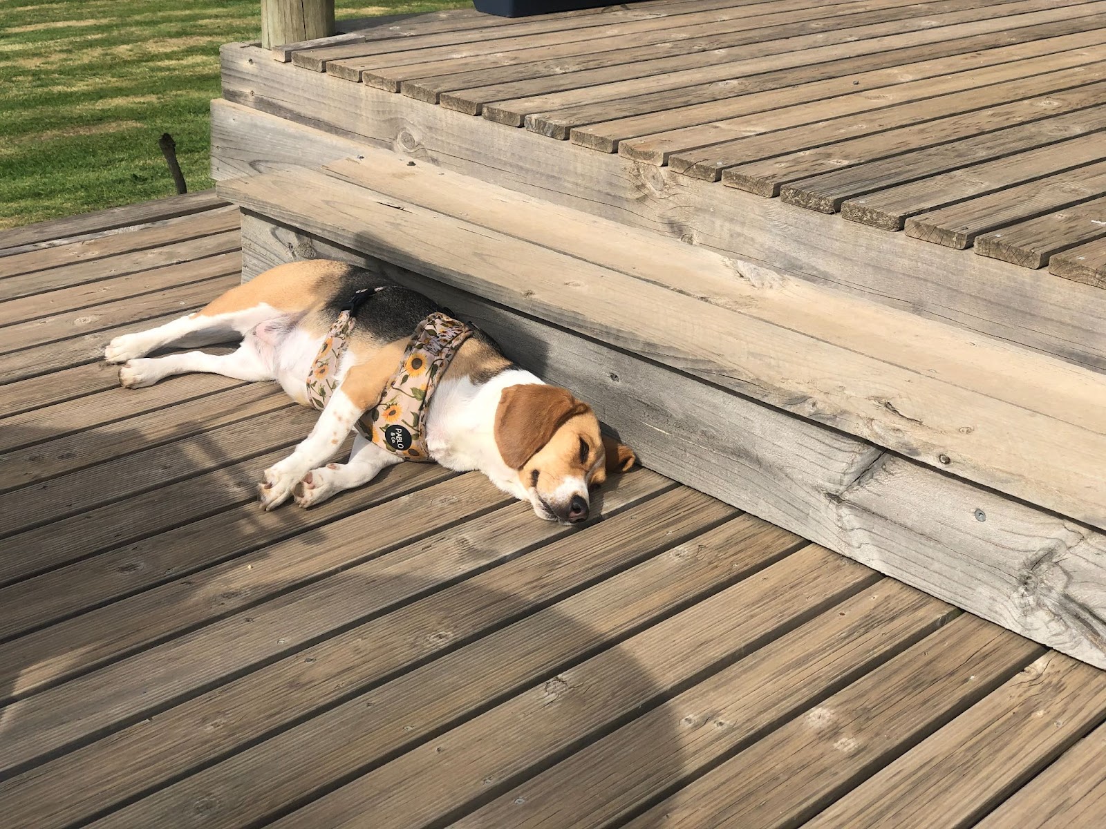 Little Molly, a cute Beagle snoozing