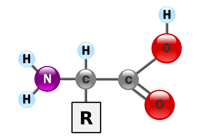 estrutura dos aminoácidos