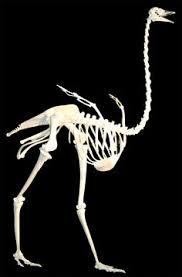 Image result for skeletal display of ostrich