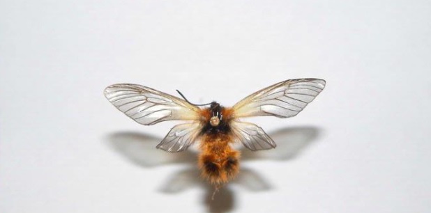 大量発生するミノウスバを駆除するには 具体的で効果的な駆除方法をご紹介 ハピラフマガジン