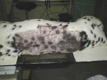 Radiation treatment set-up using Cobalt-60 in a dog with an incompletely resected nerve sheath tumor