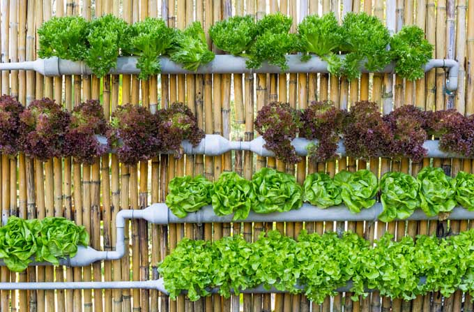 What are the benefits of a vertical garden
