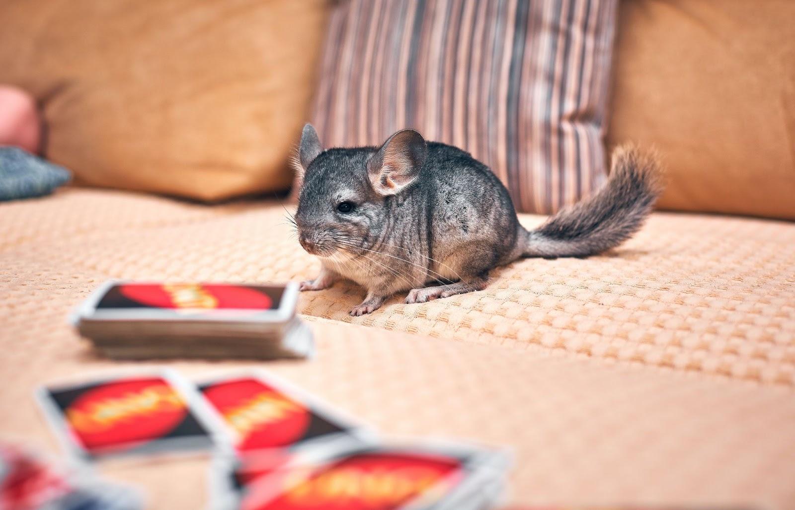 How To Take Care Of Your Chinchilla