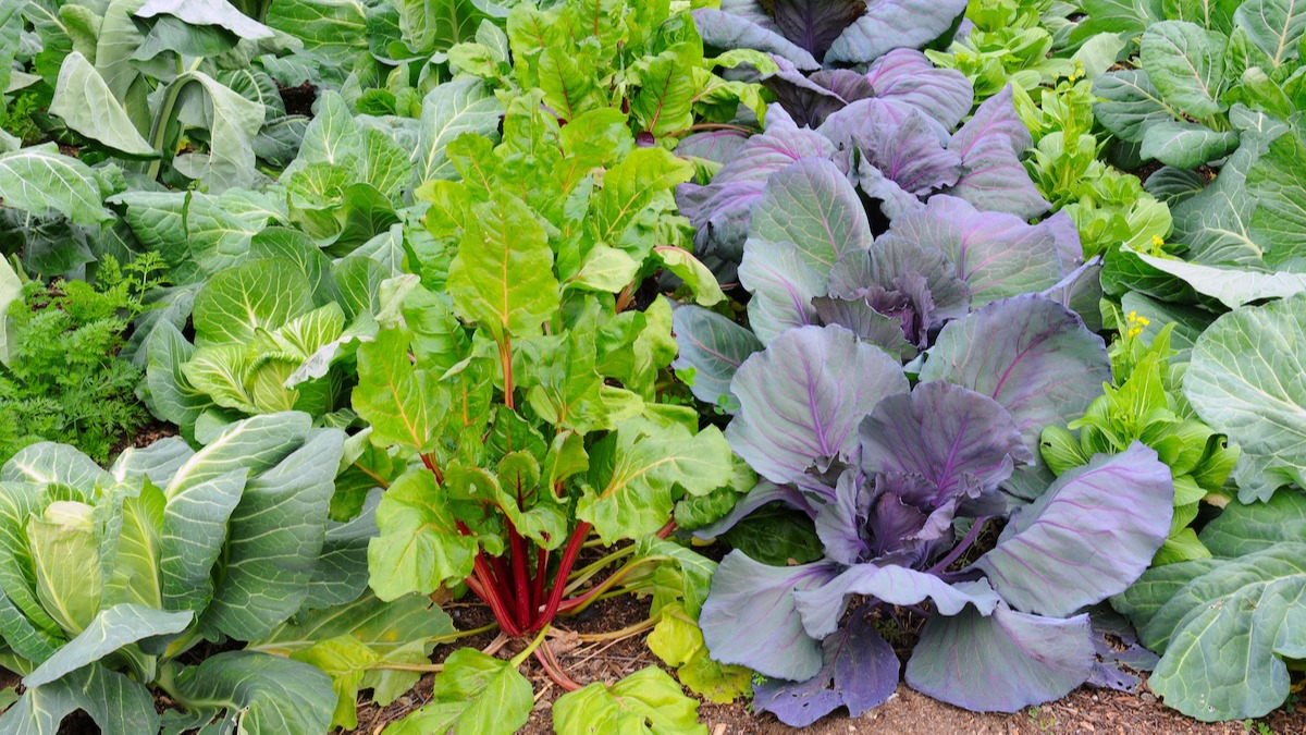 Companion Plants for Rhubarb