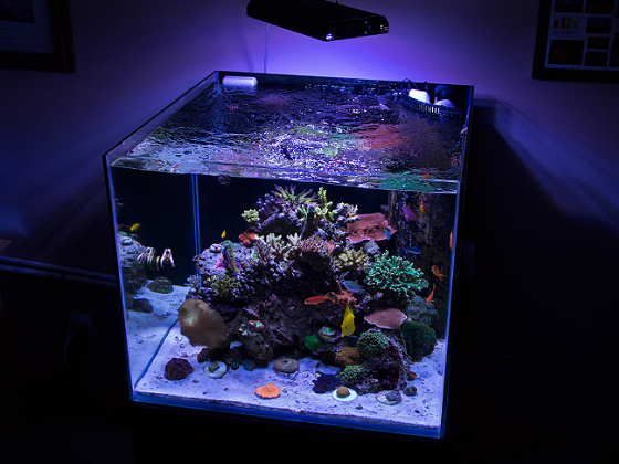 River Cooter Turtle Tanks: