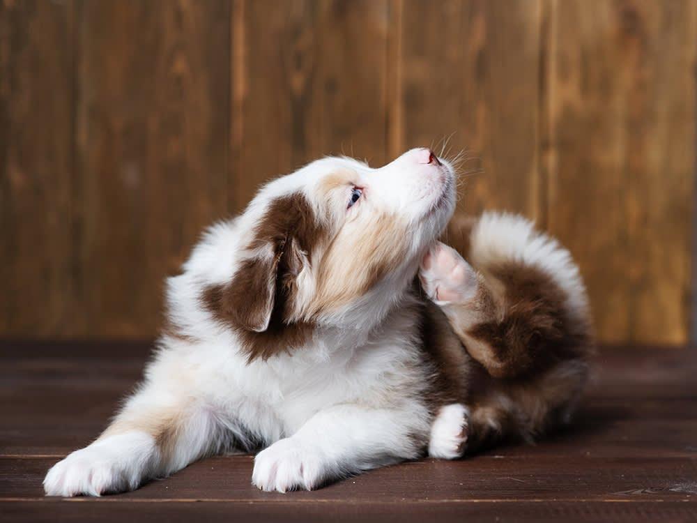 How to Relieve Your Dog's Itchy Skin 