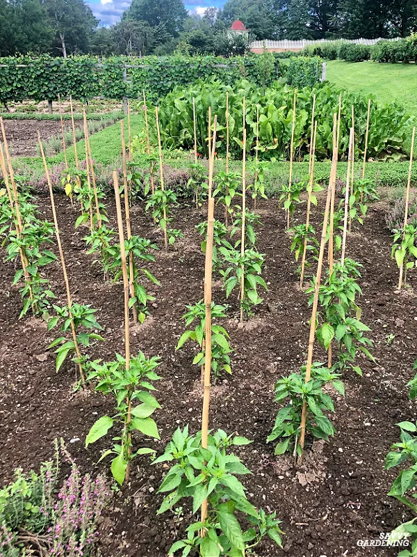 Do pepper plants need support