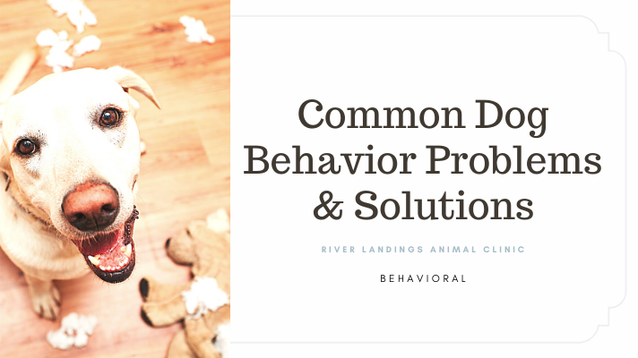 Common Dog Behavior Problems & Solutions — River Landings Animal Clinic in  Bradenton, Florida