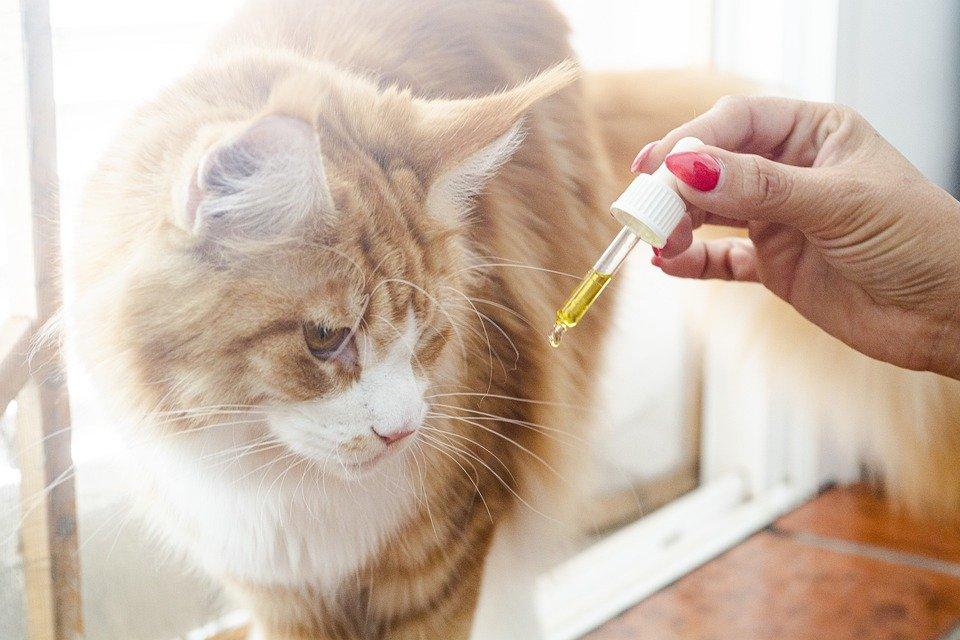 Cat, Cbd Oil, Hemp Oil, Pets, Dropper, Medicine