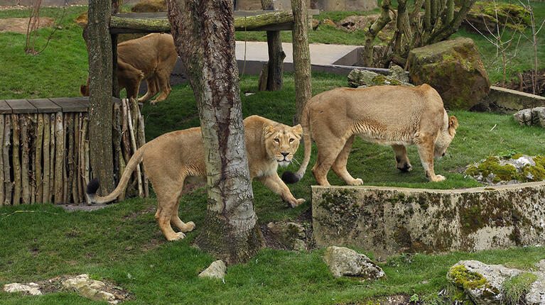 Lions at ZSL London Zoo can be seen with Twilight Tickets in London in July