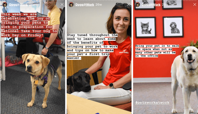 Instagram story giáo dục của Royal Canin