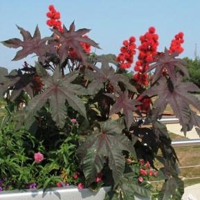 http://content.outsidepride.com/images/products/detail/gardenflower/brightred1.jpg