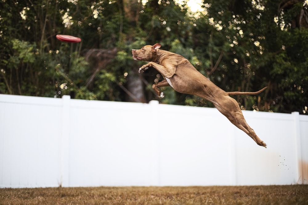 brown short coated dog jumping on white fence during daytime