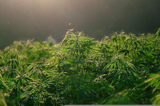 Hemp, Plants, Cannabis, Nature