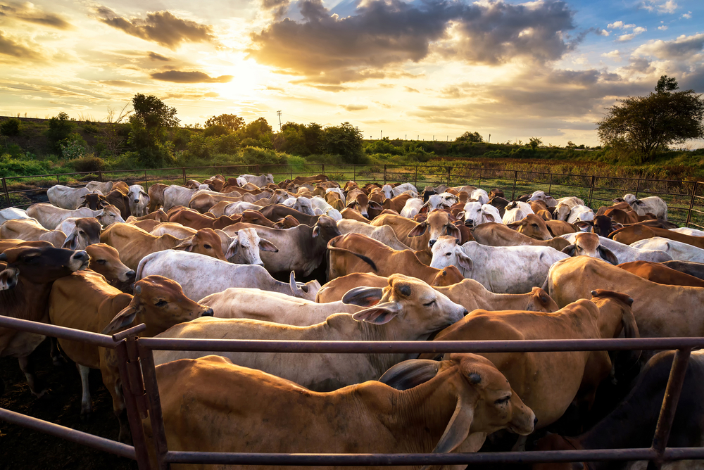 Livestock for Your Farm