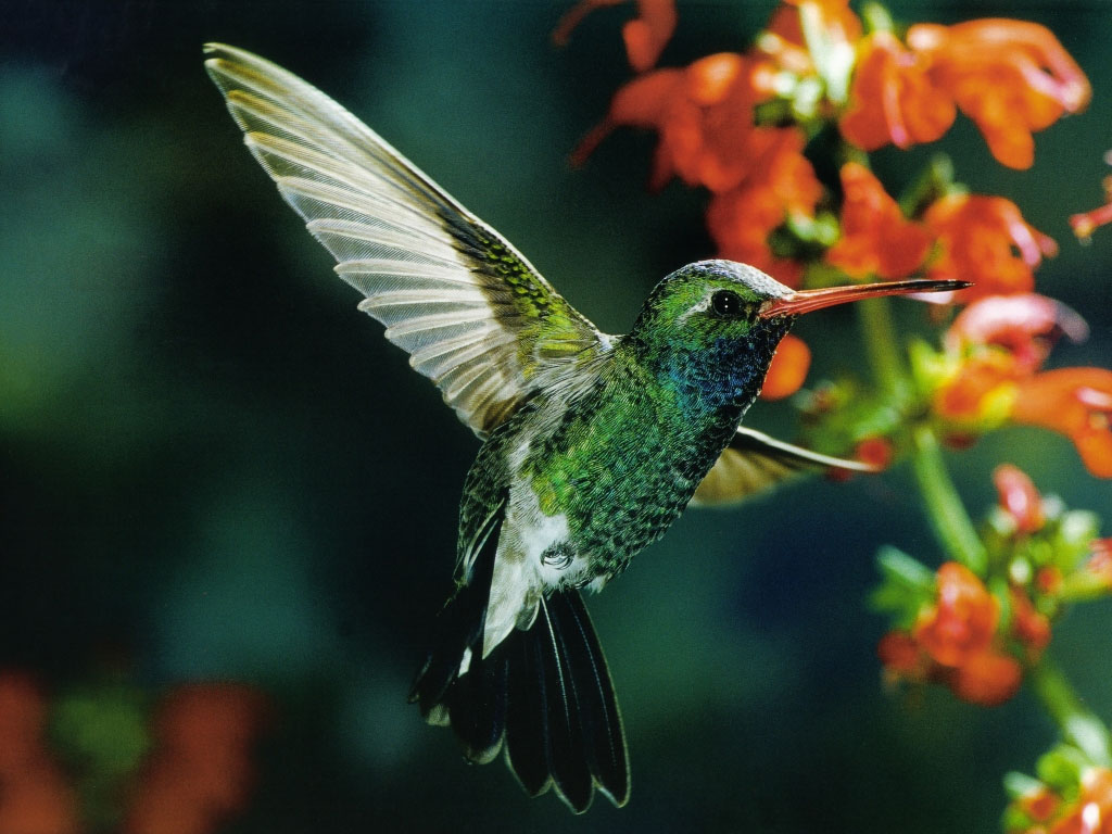 Resultado de imagen para gif de colibri polinizando