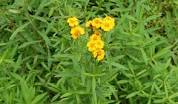 Kết quả hình ảnh cho Tagetes lucida