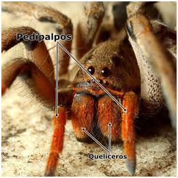 Resultado de imagen para para que usan los aracnidos los pedipalpos