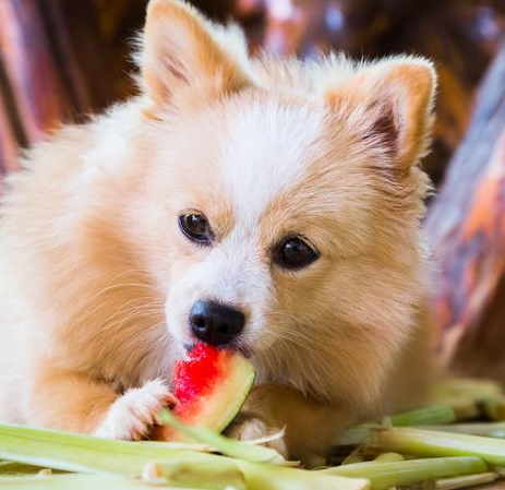 watermelon is good for dogs