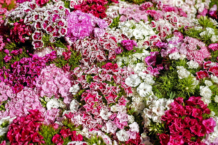 https://i2.pickpik.com/photos/223/343/671/sweet-william-carnation-bloom-colorful-preview.jpg