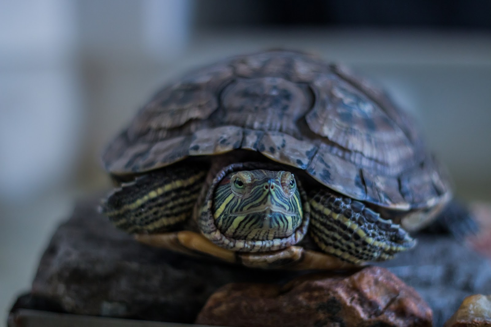 Turtle on rock