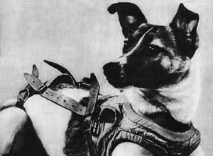 Laika (Soviet dog).jpg