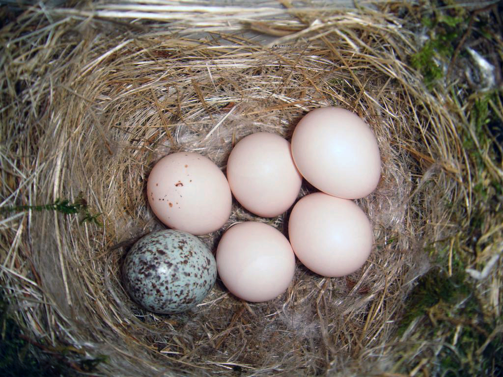 A nest made of twigs hold 5 pink eggs and one that is blue with brown speckles.