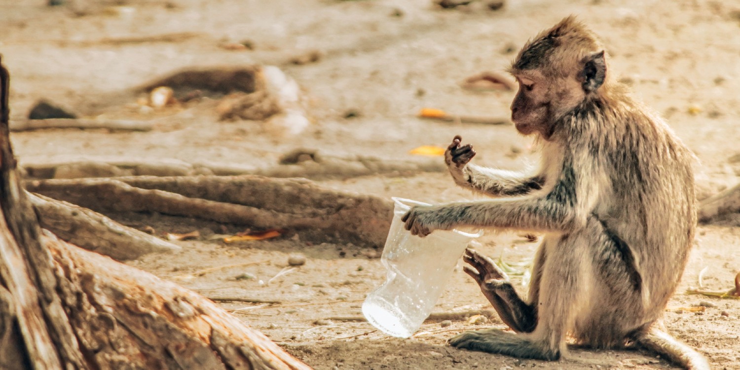 a monkey trying to get some sugar out of  a plastic cup