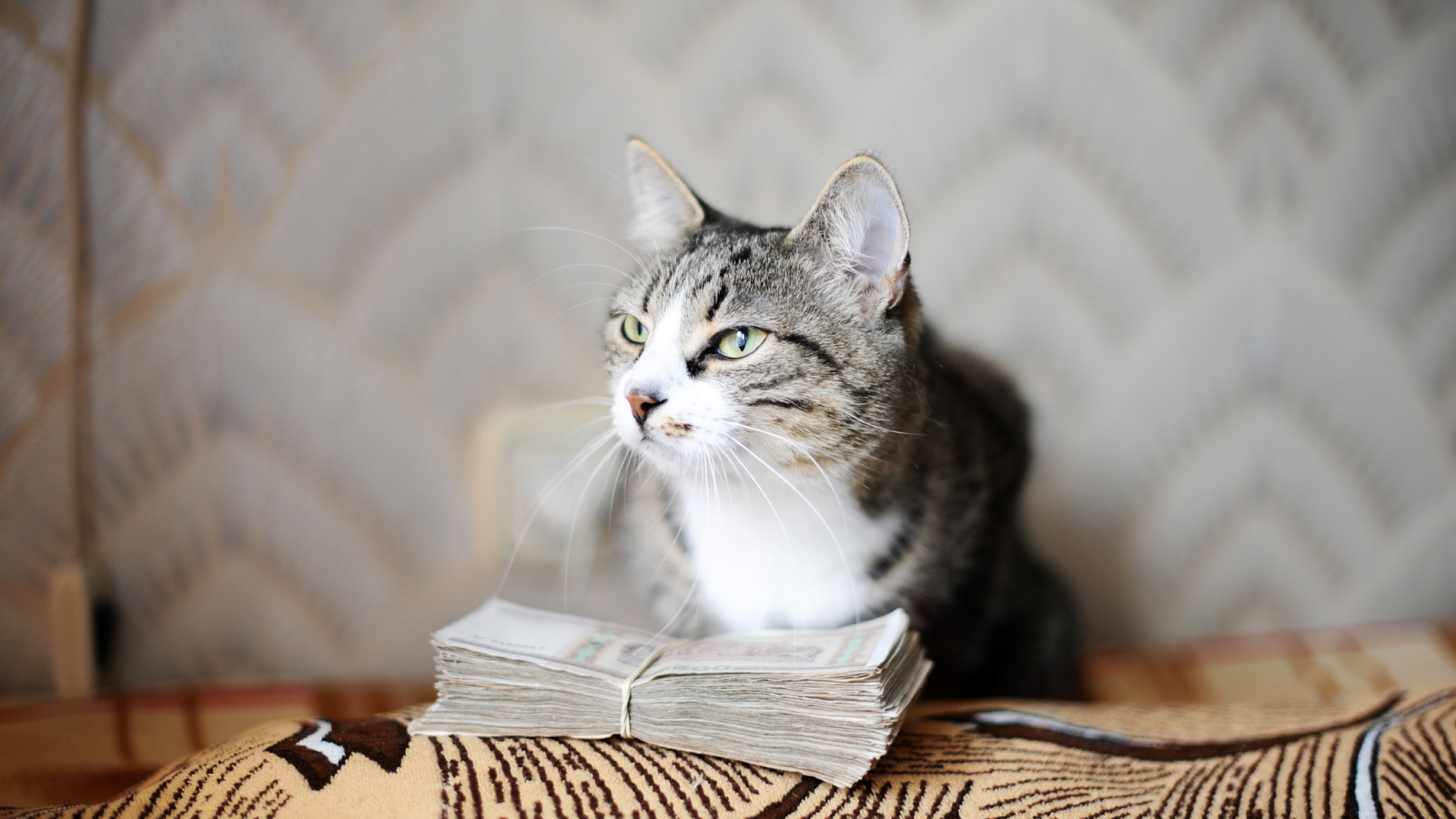 Spaying or neutering a cat can cost between $150 to $300.