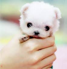 Image result for cute puppies