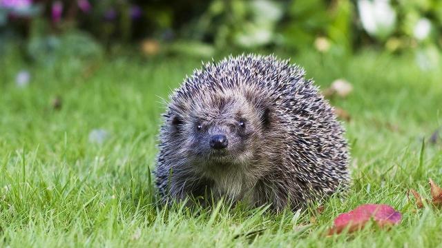 Can Hedgehogs Climb
