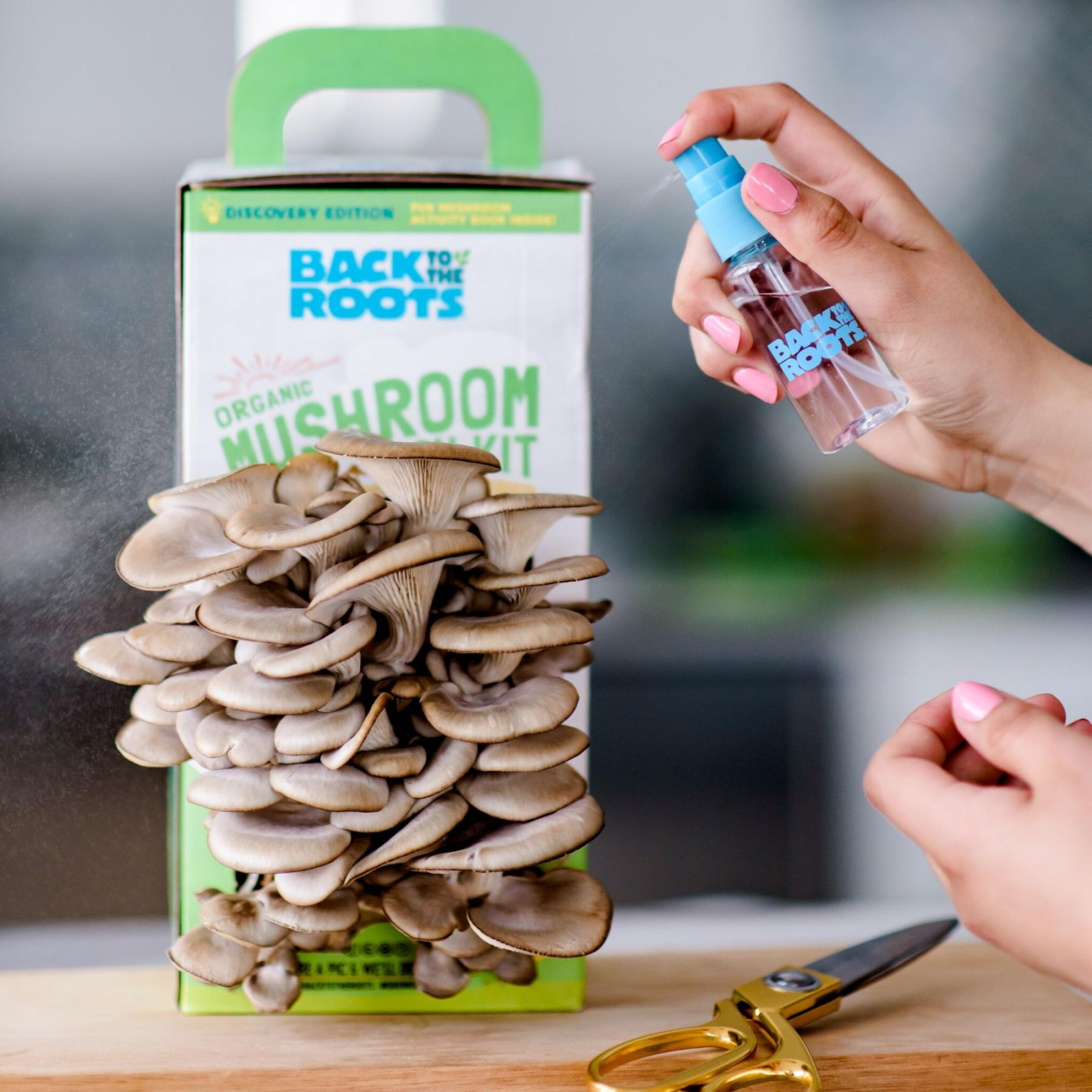 how to grow mushrooms: spraying mushrooms with water