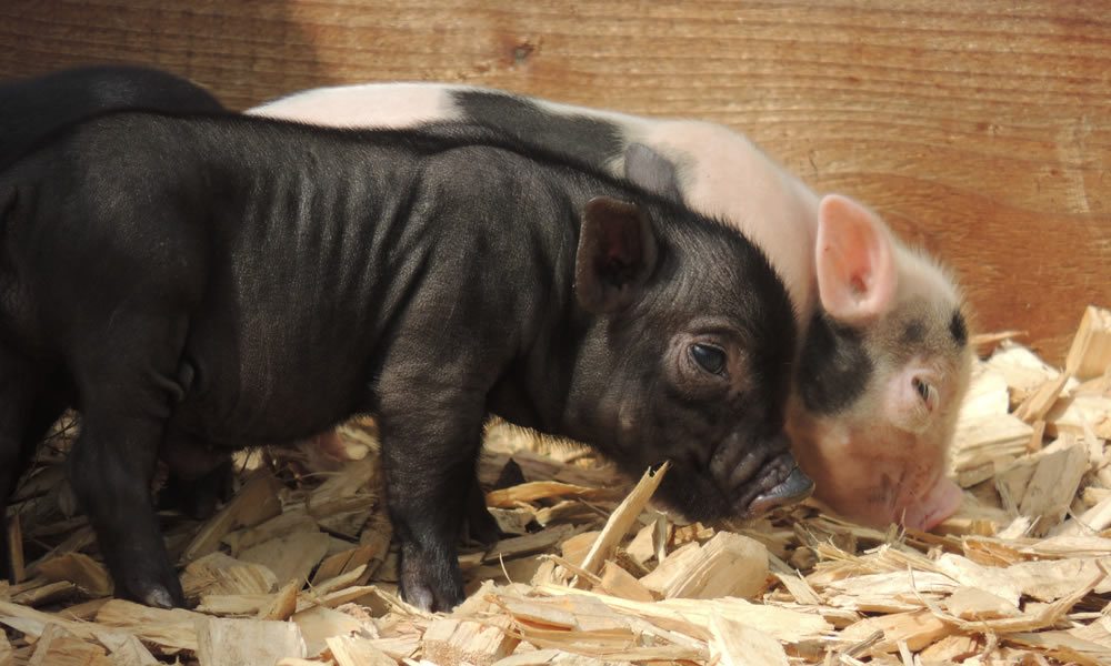 Micro Pig