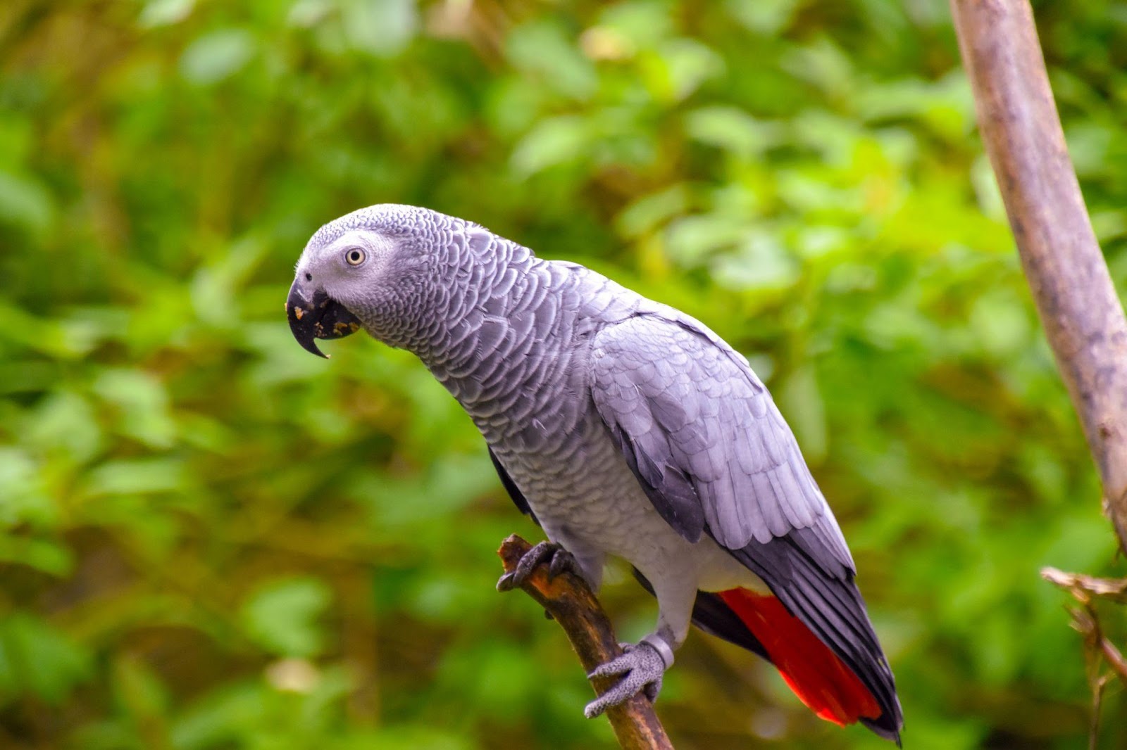 Factors Affecting The African Grey Parrots Price explained at Petrestart.com.