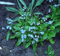 wood forget-me-not