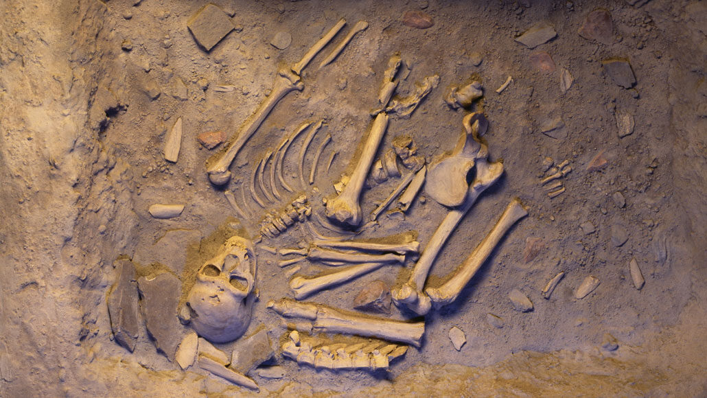 neandertal skeleton