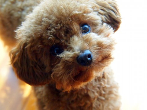 カラーによって性格が違う トイプードルの毛色と特徴まとめ 獣医師監修の手作りドッグフード 公式 ココグルメ